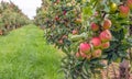 Ripe red apples ready to be picked in an apple orchard Royalty Free Stock Photo