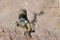 Espanola Lava Lizard Staring over a Rock