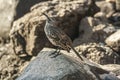 Espanola Mockingbird standing in a rock on a sunny day