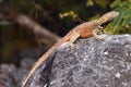EspaÃÂ±ola lava lizard, male Royalty Free Stock Photo
