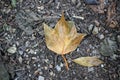 especial leaves I found in my pathway during autumn