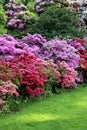 A group of flowering rhododendrons and azaleas