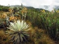 Espeletia grandiflora, Chingaza National Park, Cundinamarca Department, Colombia Royalty Free Stock Photo