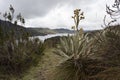 An espeletia plant or frailejon with yellow flower near to a trekking path with lake and mountains landscape at background