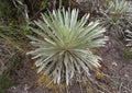 Espeletia plant knowed as frailejon top view growing up at colombian paramo