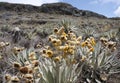 Espeletia schultzii on Sumapaz Paramo`s morning