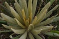 Espeletia succulent plants of the pÃÂ¡ramo of Colombia. FrailejÃÂ³n Royalty Free Stock Photo