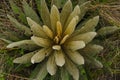 Espeletia succulent plants of the pÃÂ¡ramo of Colombia. FrailejÃÂ³n Royalty Free Stock Photo