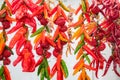 Espelette chilli peppers Royalty Free Stock Photo