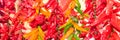 Espelette chilli peppers Royalty Free Stock Photo
