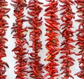 Espelette chilli peppers drying Royalty Free Stock Photo
