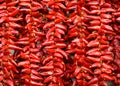 Espelette chilli peppers drying Royalty Free Stock Photo