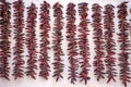 Espelette pepper strings hanging against a wall Royalty Free Stock Photo