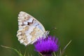 Melanargia larissa , the Balkan marbled white butterfly Royalty Free Stock Photo