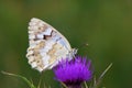 Melanargia larissa , the Balkan marbled white butterfly