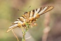 Iphiclides feisthamelii butterfly perched on a plant at sunset Royalty Free Stock Photo