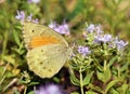 Esperarge climene , The Iranian argus butterfly on flower