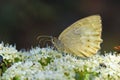 Esperarge climene , The Iranian Argus butterfly on flower