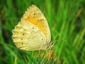 Esperarge climene , The Iranian argus butterfly on thistle flower