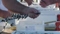 Espeteros skewering sardines. Sardines espetos, typical spanish food