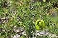 Espinillo tree (Acacia caven) Royalty Free Stock Photo