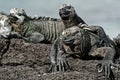 Galapagos marine iguana mates sunbathing together, Espinosa Point, on Fernandina Island Royalty Free Stock Photo