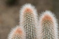 Columnar cacti found in the Andes of southern Ecuador and Peru