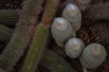 Espostoa is a genus of columnar cacti, found in the Andes of southern Ecuador and Peru. It usually lives at an altitude of between
