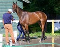 Espresso Shot Bathing on the Saratoga Backstretch