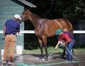 Espresso Shot, Multiple Stakes Winning Filly