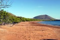 Espumilla beach with red ghost crabs, Santiago Island, Galapagos Royalty Free Stock Photo