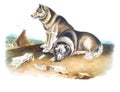 Esquimaux Dog illustration