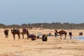 ESSAOUIRA, MOROCCO - JUNE 10, 2017: Group of camels with guides are resting on the beach on the Atlantic ocean coast while waiting