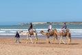 ESSAOUIRA/MOROCCO - MARCH 12, 2014: A group of tourists camel ride along the ocean Royalty Free Stock Photo