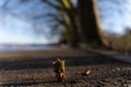 Groot at a lake with blue sky