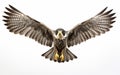 Essence Unveiled Soaring Hawk on White Background Royalty Free Stock Photo