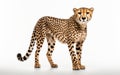 Essence of Wildlife Cheetah Portrait on White Background