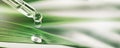 Essentail oil drop from dropper on green leaf. beauty, wellness and body care. banner Royalty Free Stock Photo