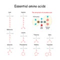 Essential amino acid or indispensable amino acid. chemical structural formula