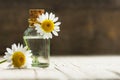 Essential camomile oil in glass bottle with fresh chamomile flowers, fragrant daisy oil, beauty treatment Royalty Free Stock Photo