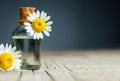 Essential camomile oil in glass bottle with fresh chamomile flowers, fragrant daisy oil, beauty treatment Royalty Free Stock Photo