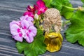 Essential geranium oil Royalty Free Stock Photo