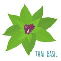 Essential ingredient fresh Thai basil leaf