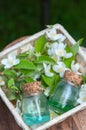 Essential Jasmine oil.  Bottles with Jasmine oil,  Fresh flowers and  leaves on a natural green background Royalty Free Stock Photo