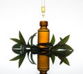 Essential oil bottle with myrtle leaves, in amber glass with dropper Royalty Free Stock Photo