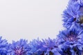 Essential oil of cornflower on a white background Royalty Free Stock Photo