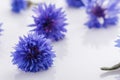 Essential oil of cornflower on a white background Royalty Free Stock Photo