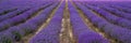 Essential oil crops. Lavender Plant.