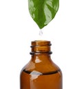 Essential oil dripping from green leaf into bottle