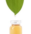 Essential oil drop falling from green leaf into glass bottle on white backgroun Royalty Free Stock Photo